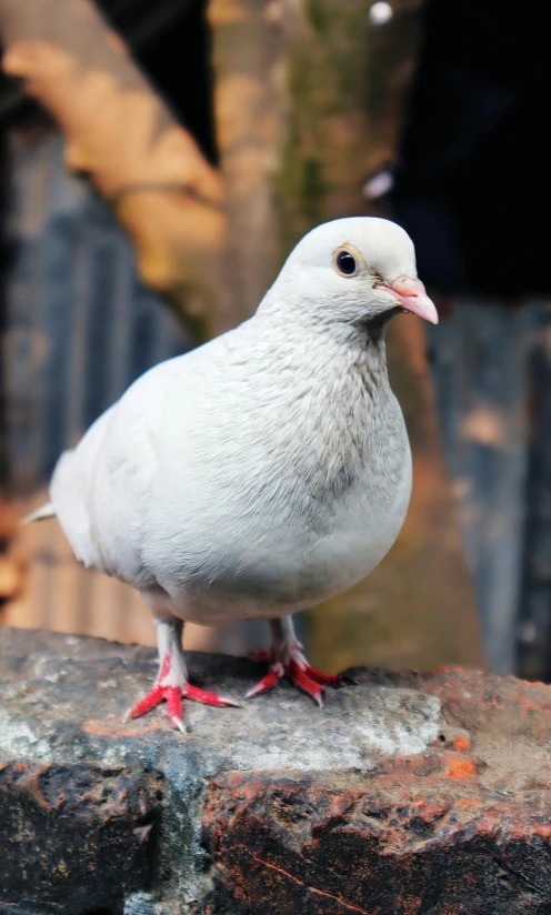 a white bird on a rock next to a tree