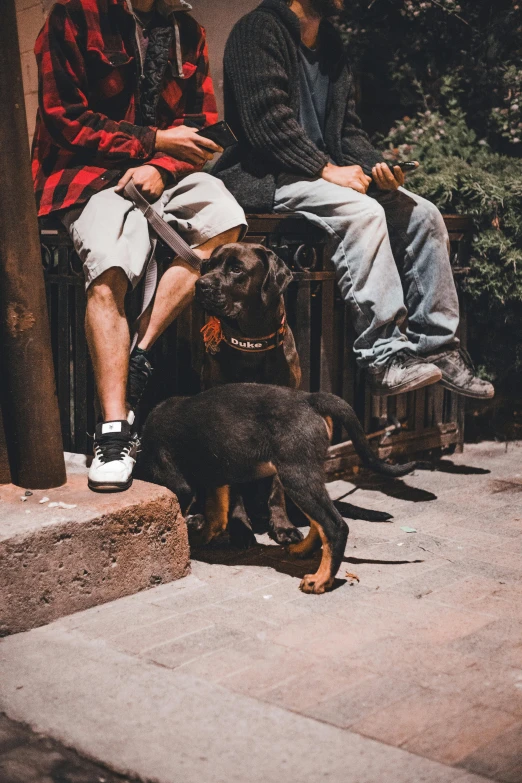 four people sitting on a bench with two dogs