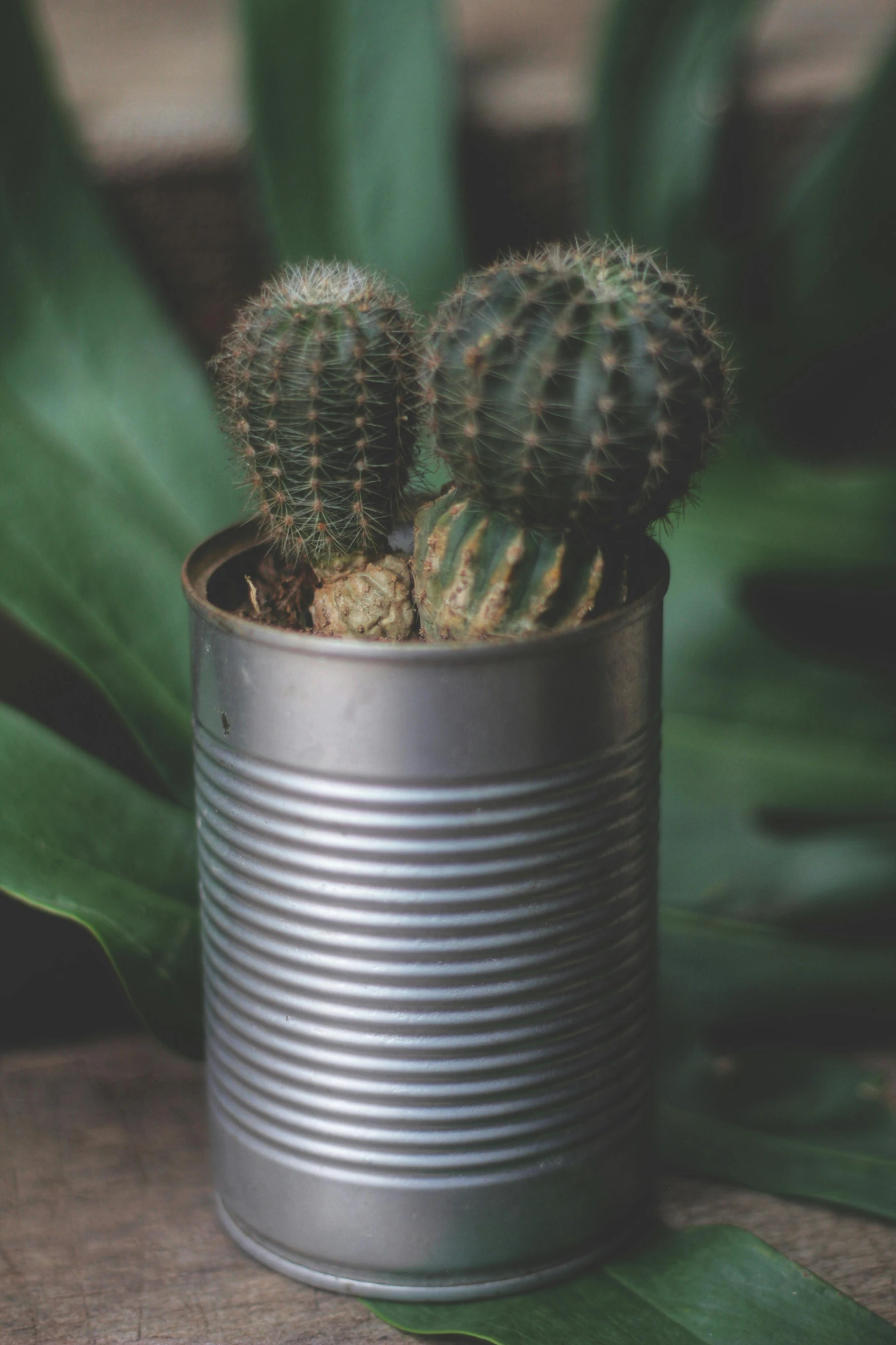 small cactus plant inside a metallic can with leaves