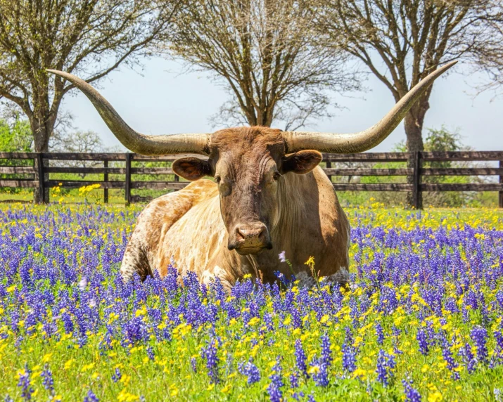 a cow with huge horns sitting in the middle of a flower field