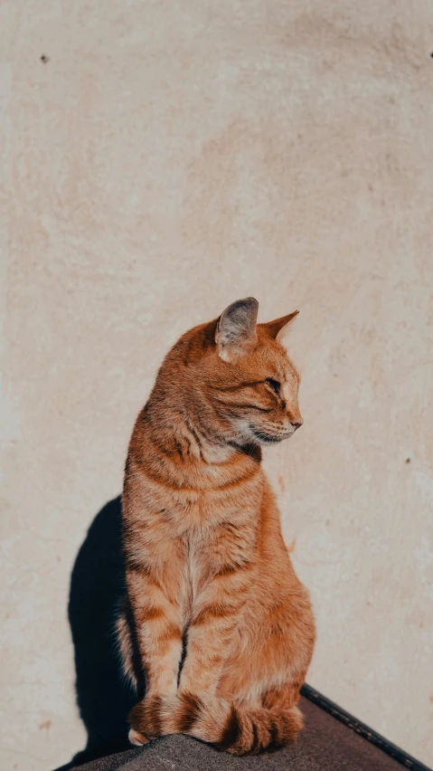 the cat is sitting down on the roof