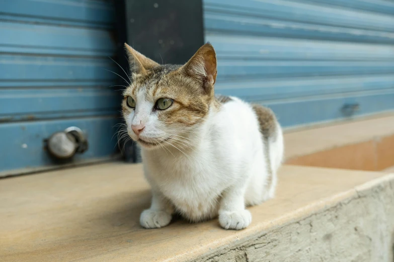 a white and brown cat is sitting on the ledge