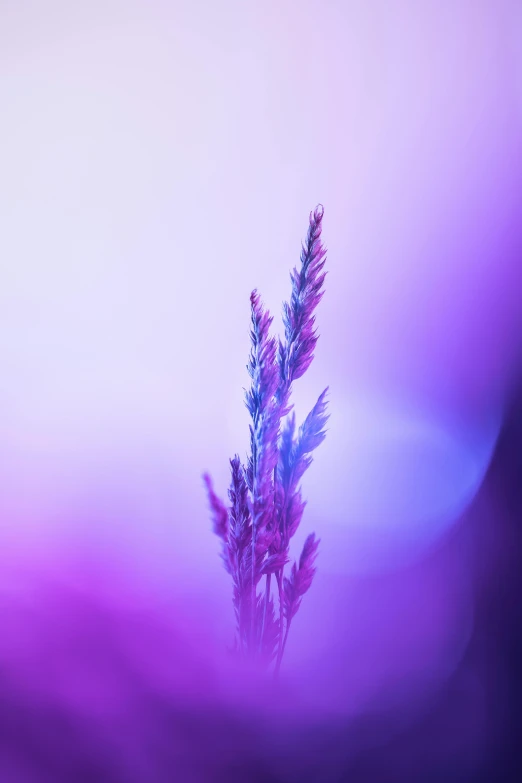 a plant grows from the center of a blurred background