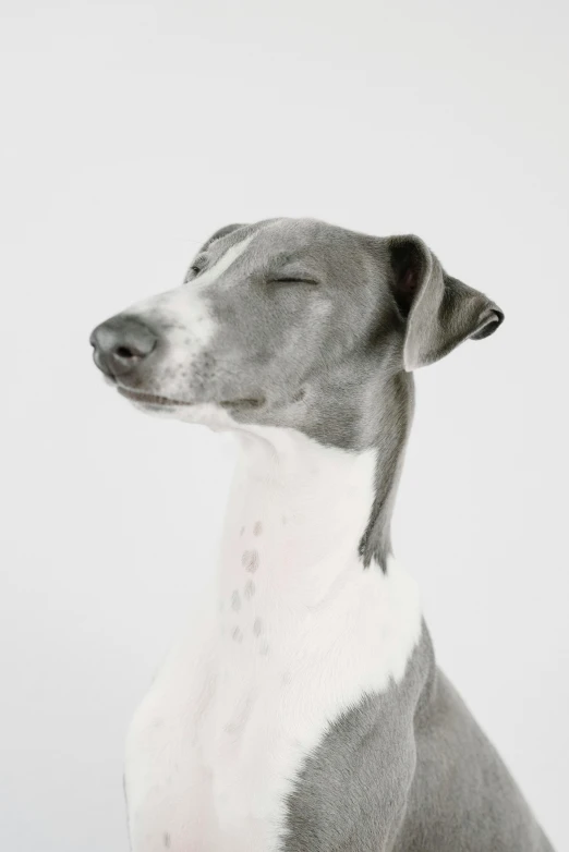 a black and white dog is sitting down