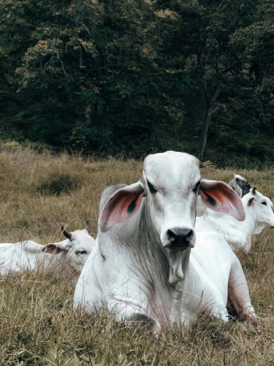 three cows lying down in the grass, with one resting and another facing