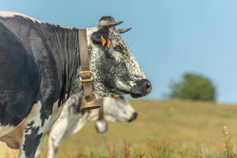 two cows are standing together in a field