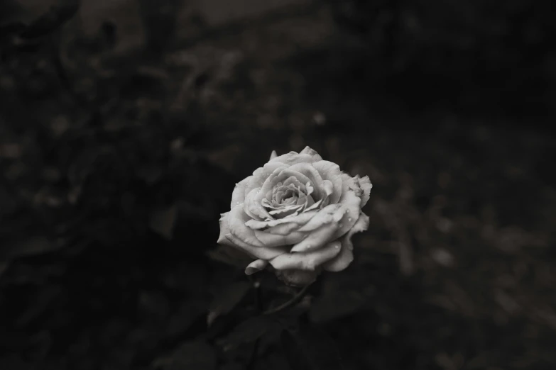 a black and white po of a pink rose