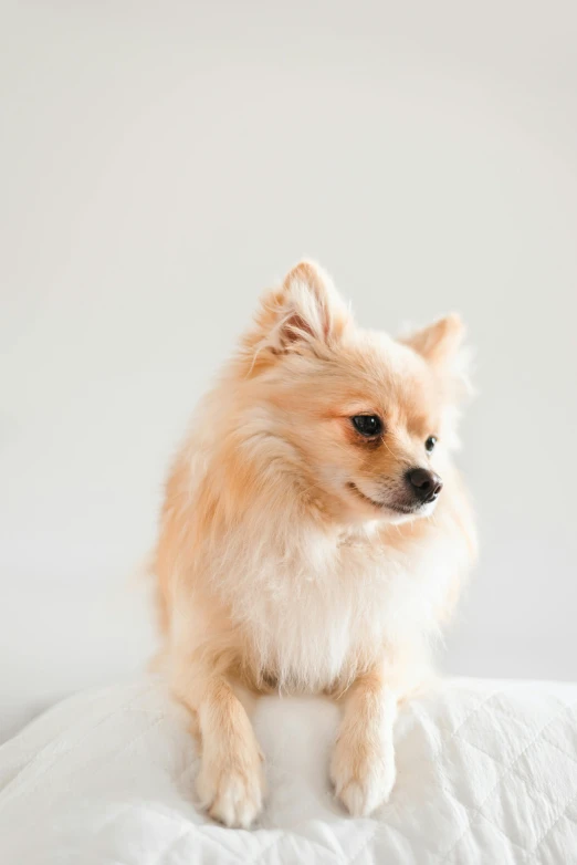 a cute little dog sitting on a bed