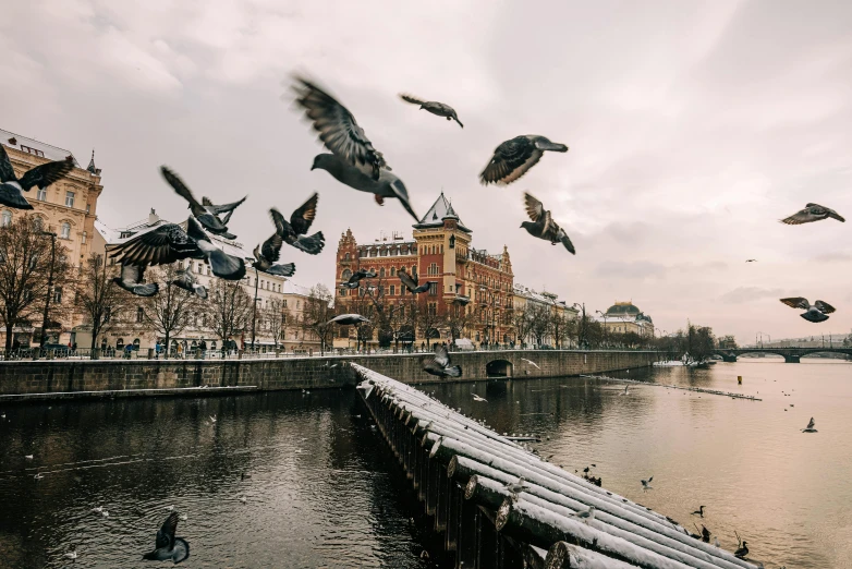 pigeons flying low over water and buildings