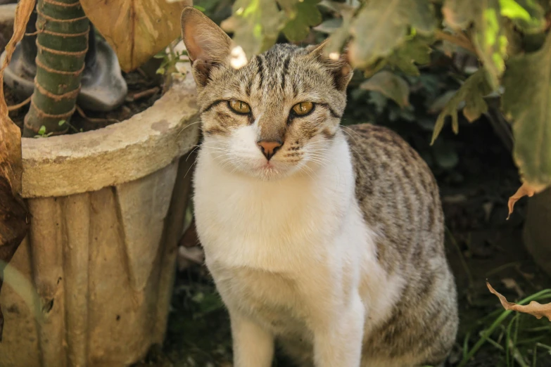 a white and grey cat sitting in a yard