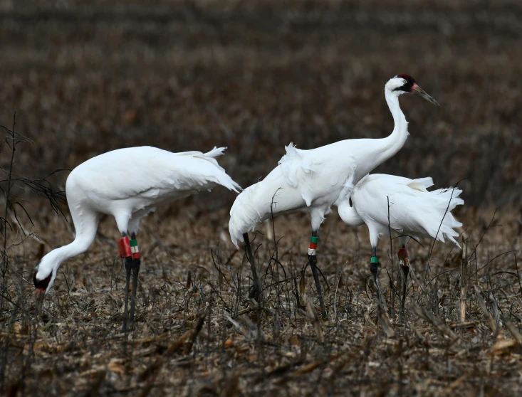 three white cranes stand in a field with trees