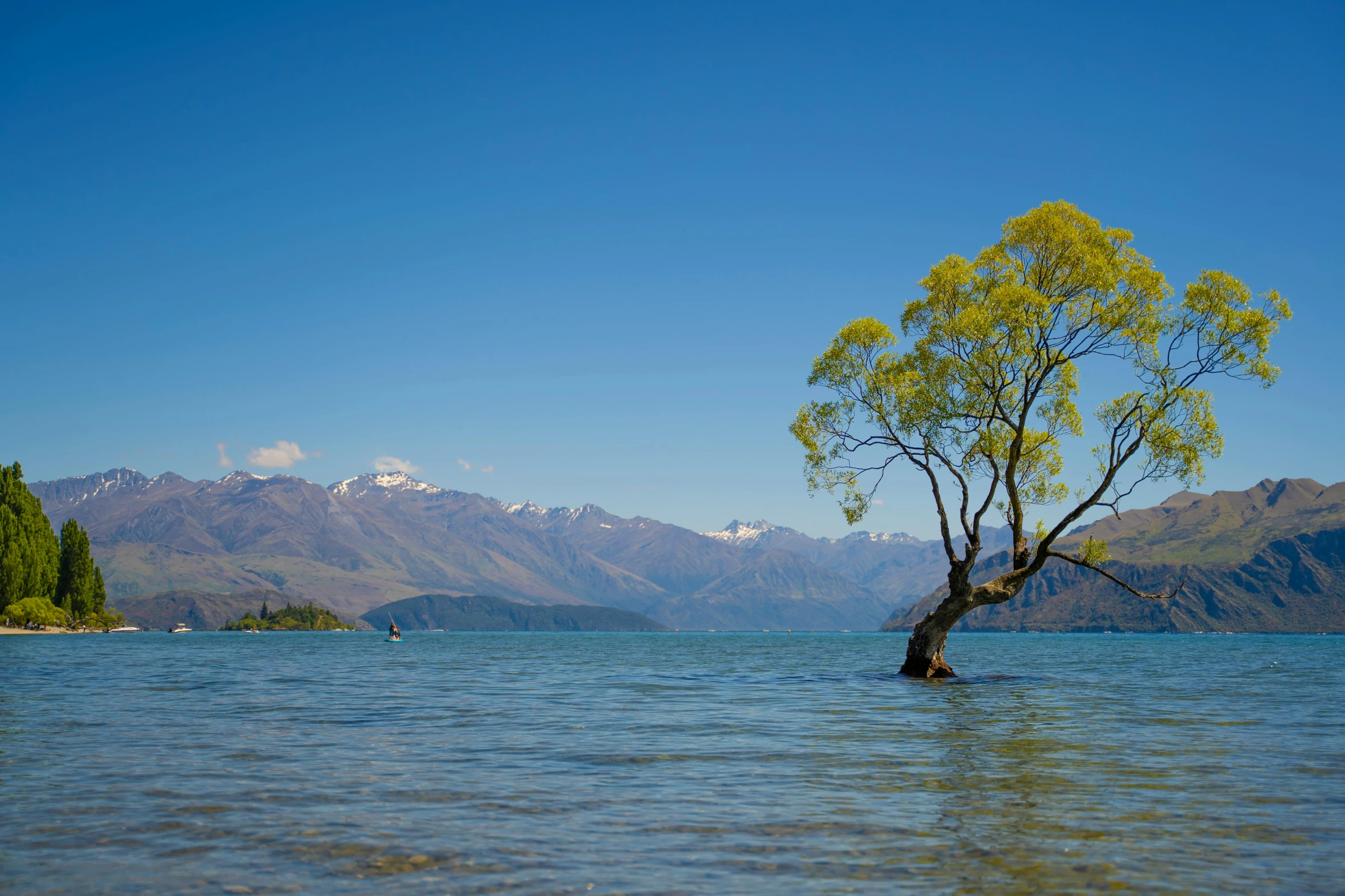 a tree standing in the water looking out at a mountain range