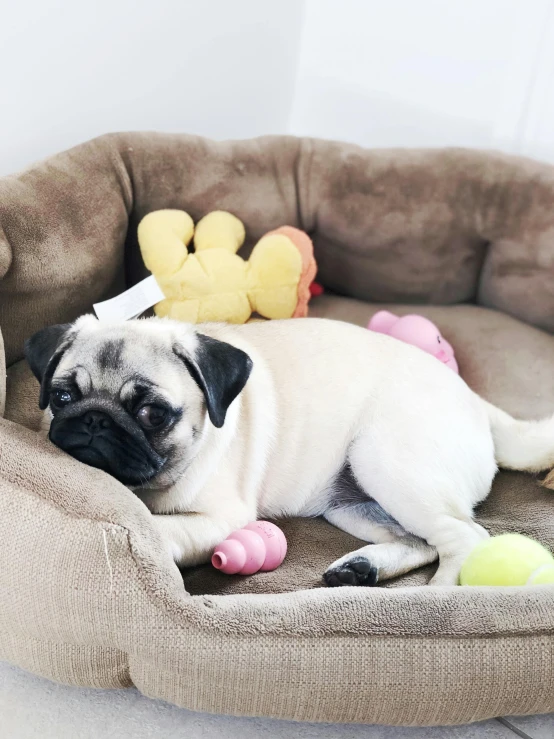 a dog in a dog bed with some toys