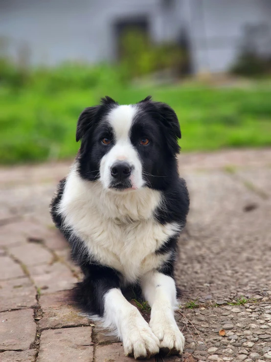 a black and white dog laying on a sidewalk