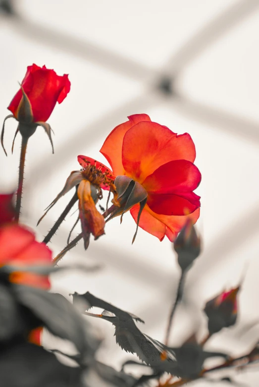 a red rose with orange tipped petals in a window