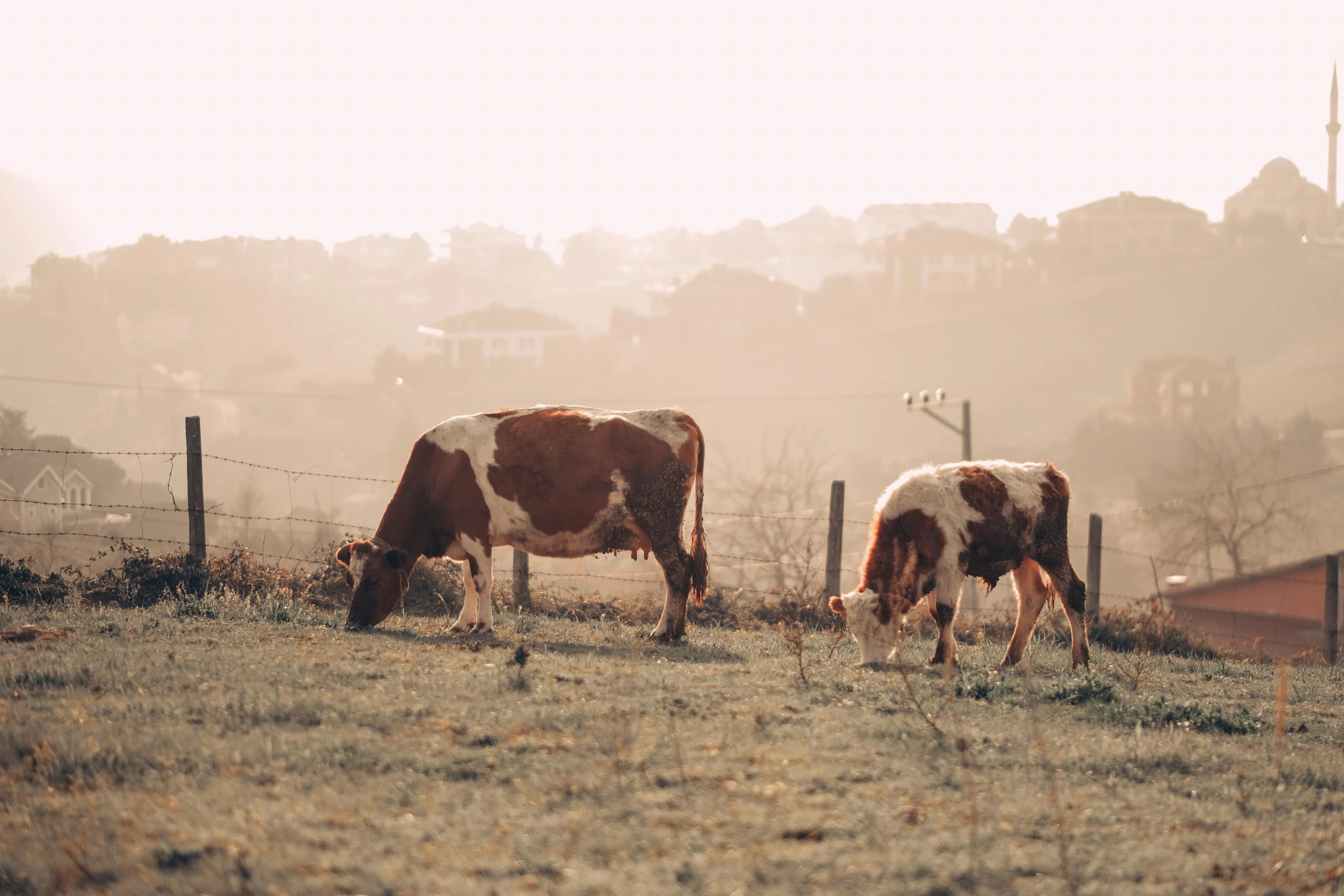 a couple of cows that are grazing in the grass