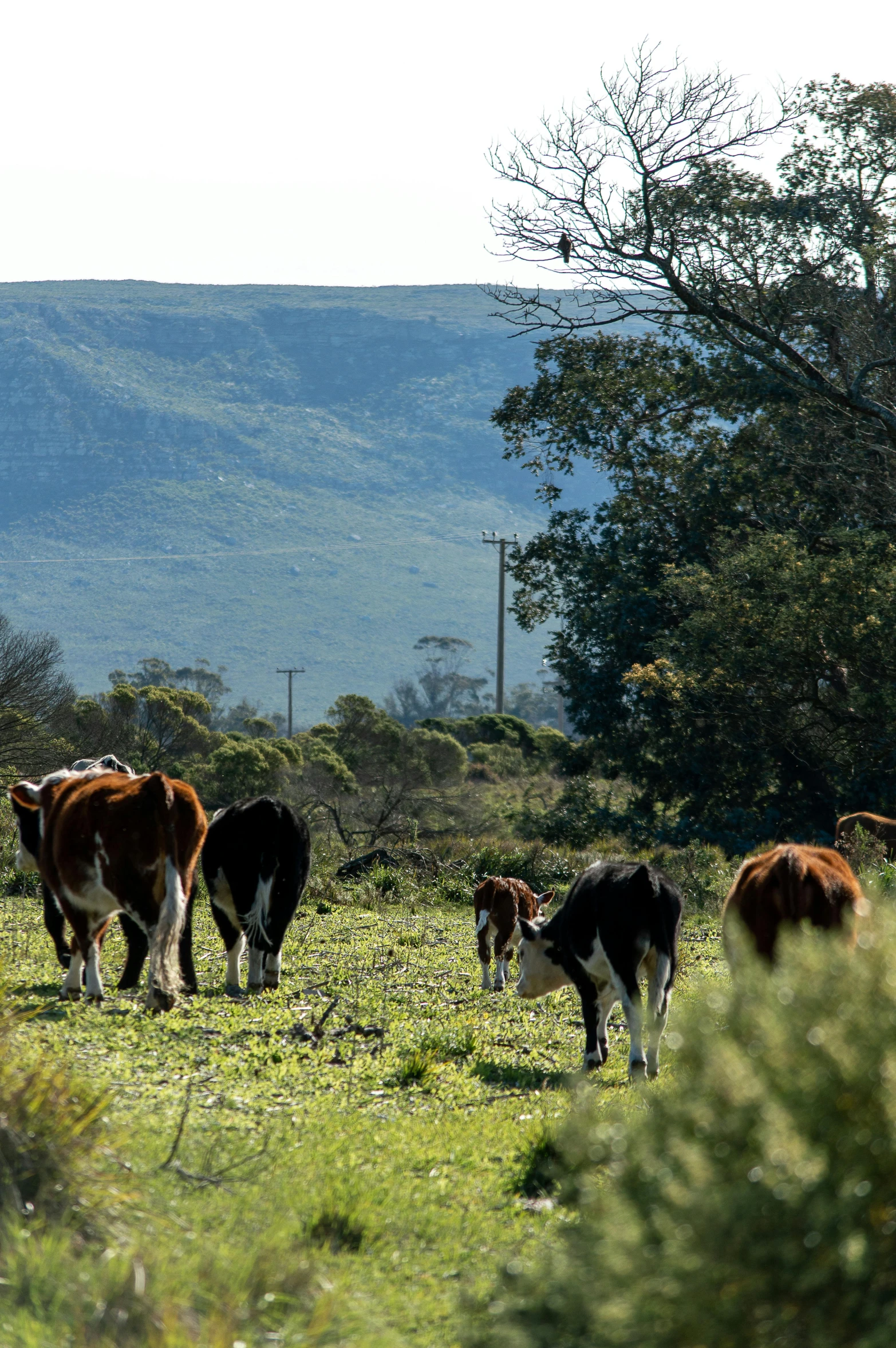 a herd of cows grazing on top of a lush green hillside