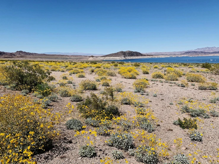 a yellow flower field in the desert near a body of water