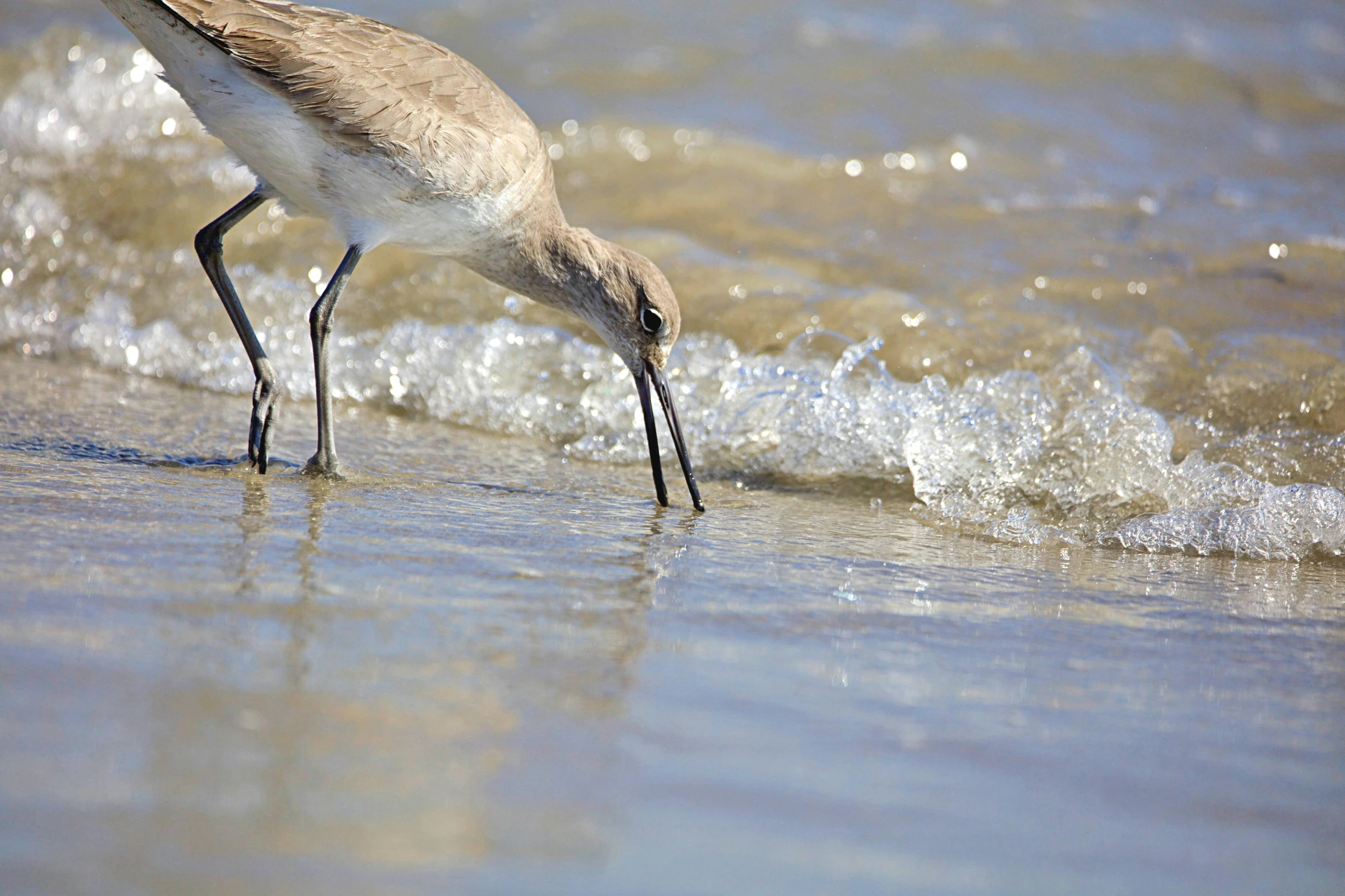 the small bird is bending over to look at the water