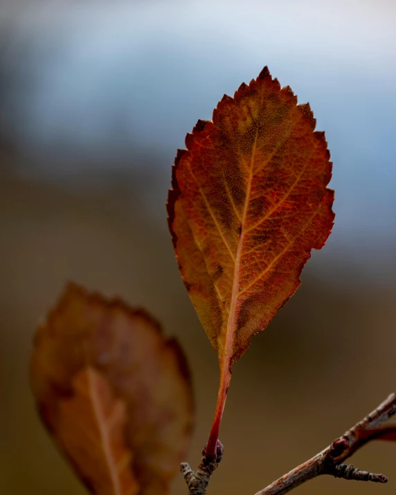 the red leaf has fallen to the side