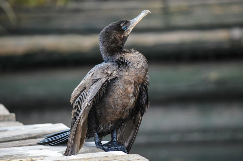 a large brown bird with a long beak