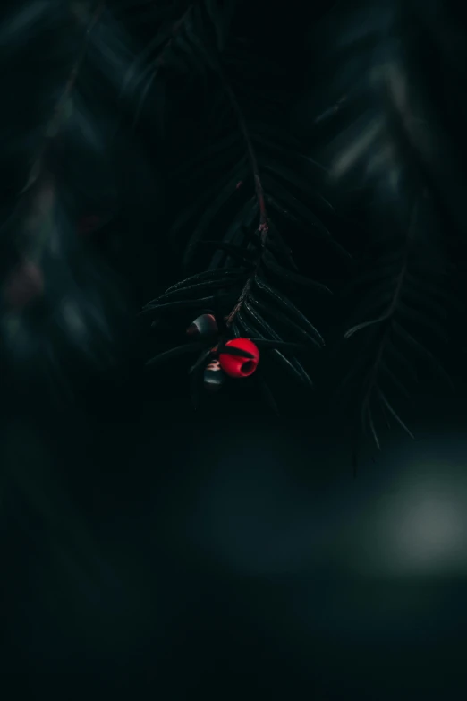 a red object is hanging from the dark nches