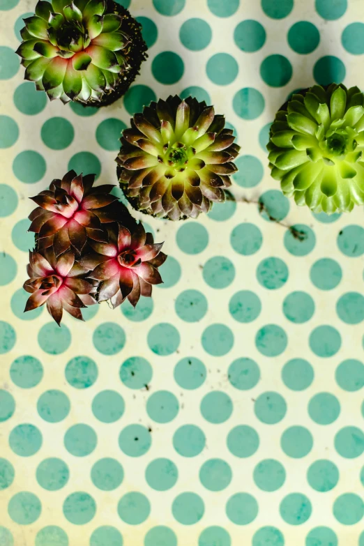 four succulents arranged on top of the same dotty surface