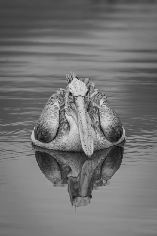 a bird floating on top of the water near a shore