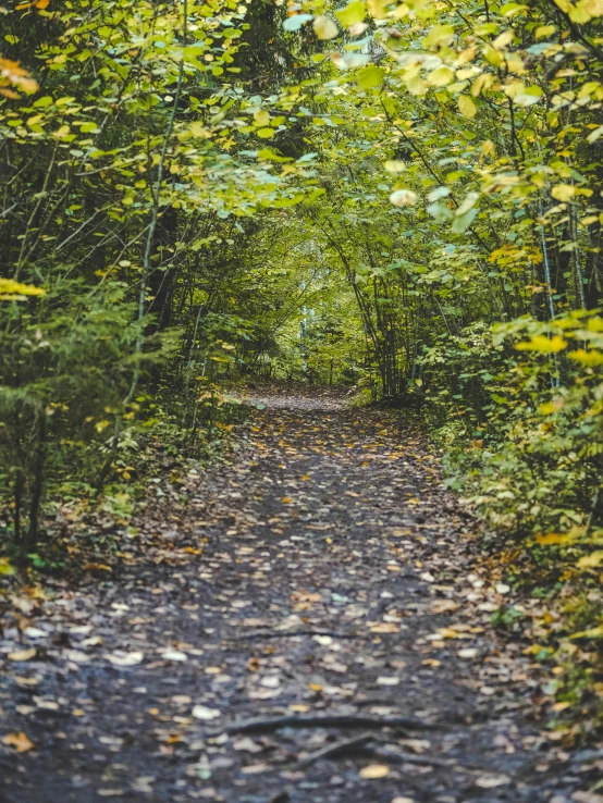 the path through an area with fallen leaves in all directions