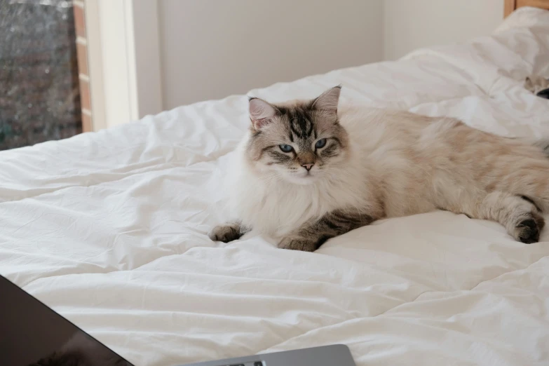 a fluffy cat laying on the bed with white sheets