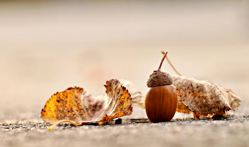 two autumn leaves and an acorn on a pavement