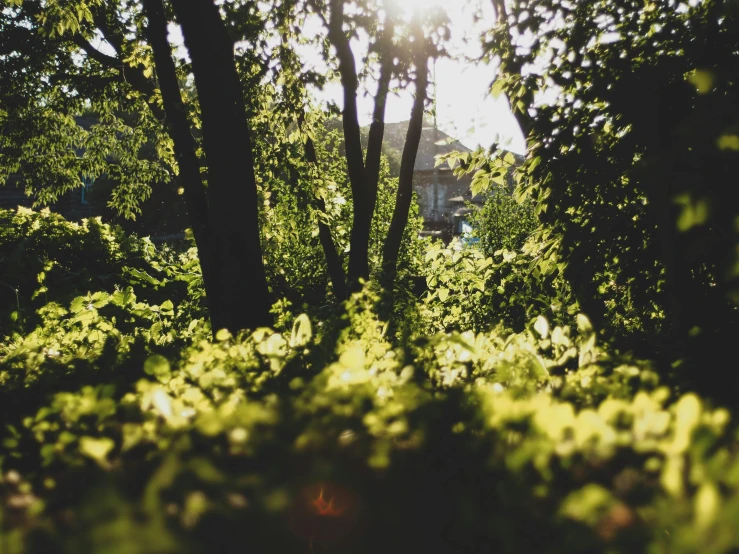 the sunlight is shining through the trees in a field