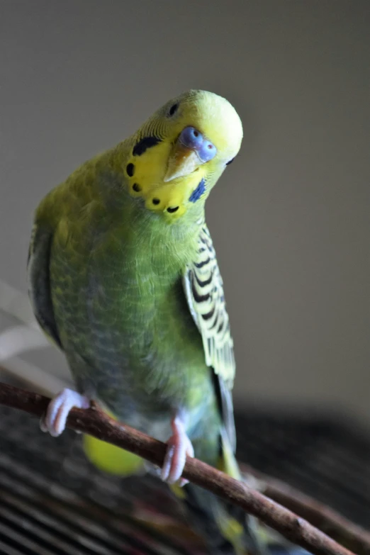 an exotic bird is perched on a wooden nch