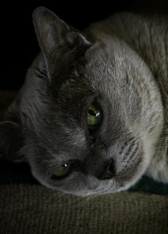 a gray cat laying on a cushion looking at the camera