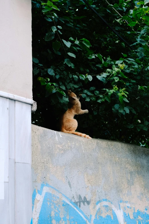 there is a dog that is sitting on a building ledge