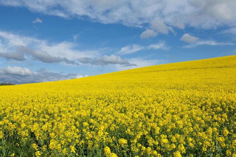 a yellow field with some animals walking by