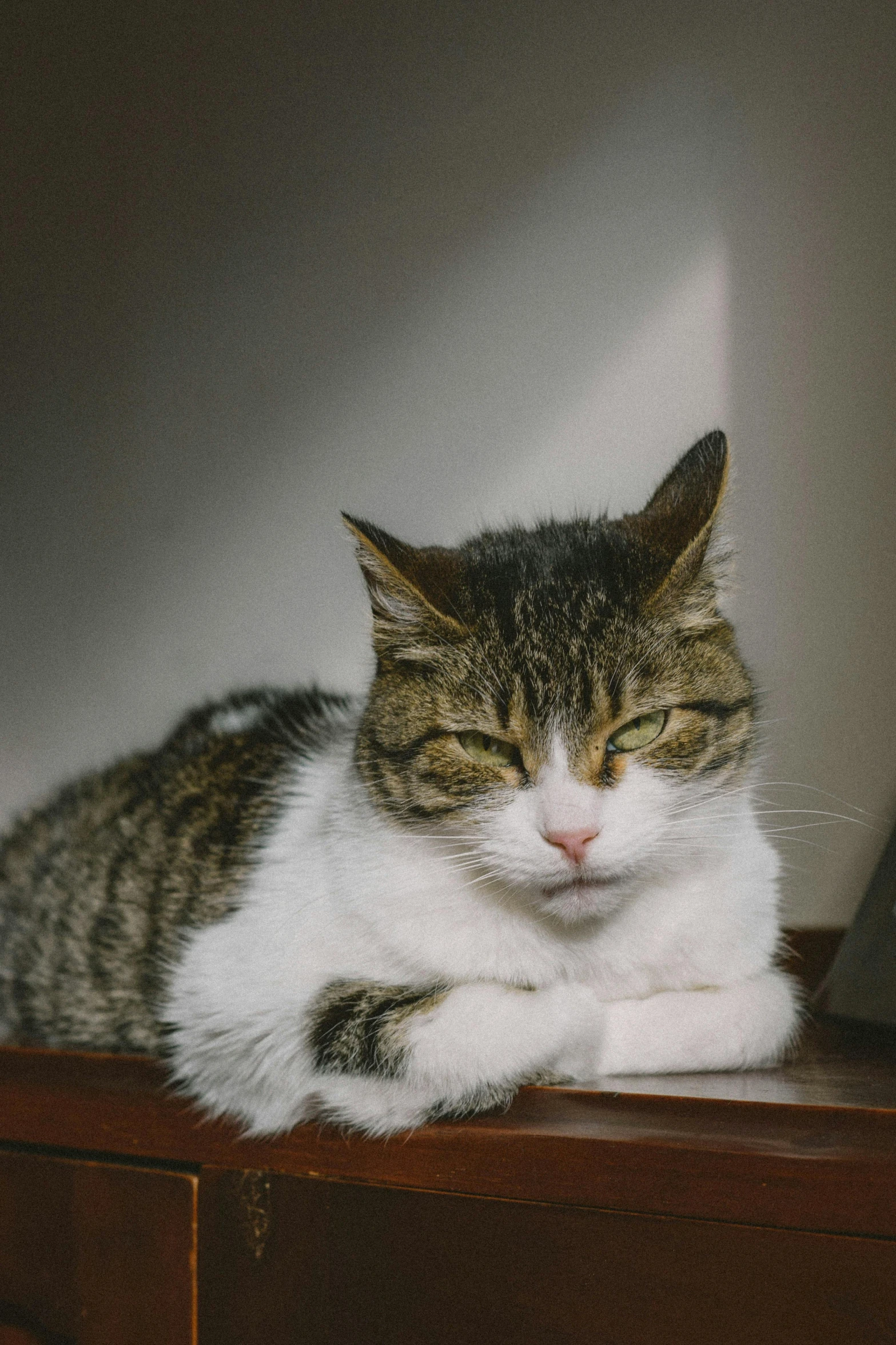 cat lying down on top of wood furniture