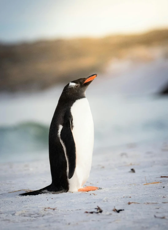 a small black and white penguin standing in the sand