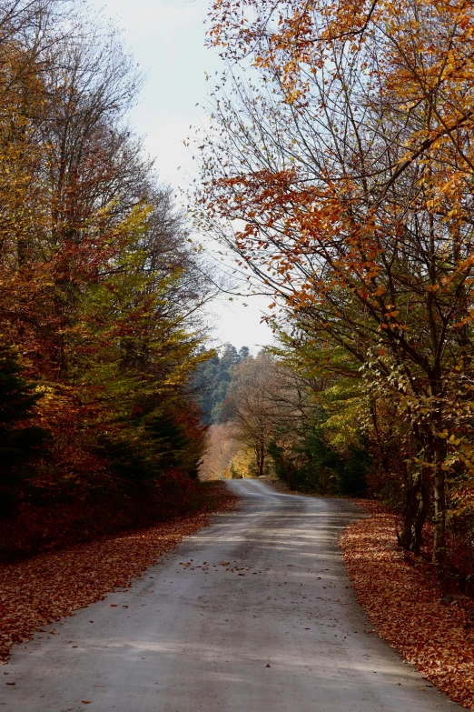 road in woods leading through to wooded area