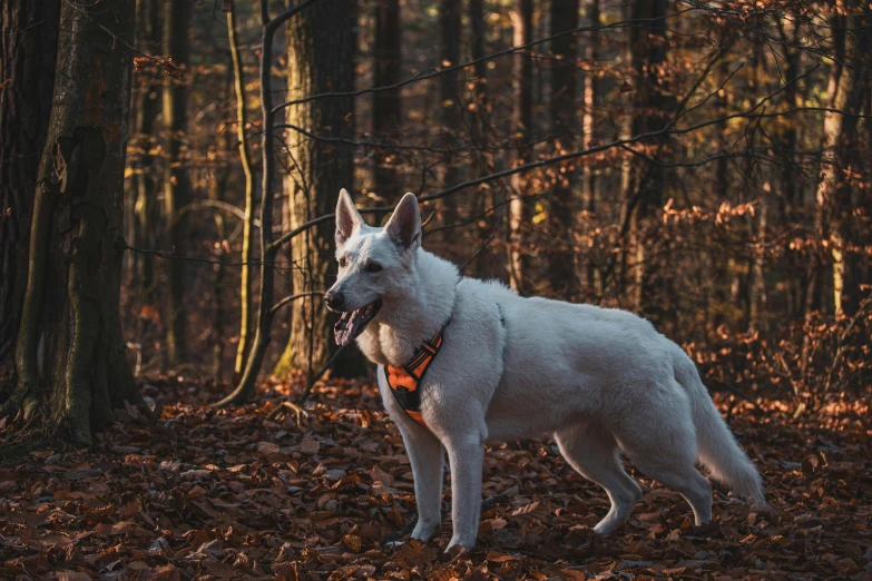 the white dog stands in front of the tall trees