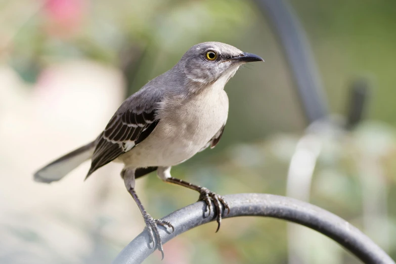 a small bird sits on a metal fence