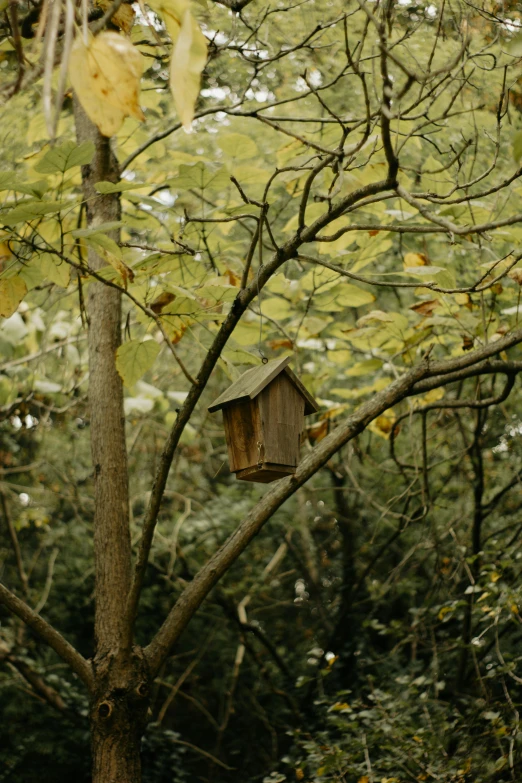 the birdhouse is attached to the tree in the woods