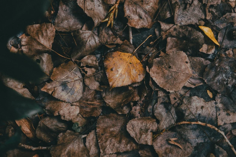 a pile of leaves and other dirt on a field