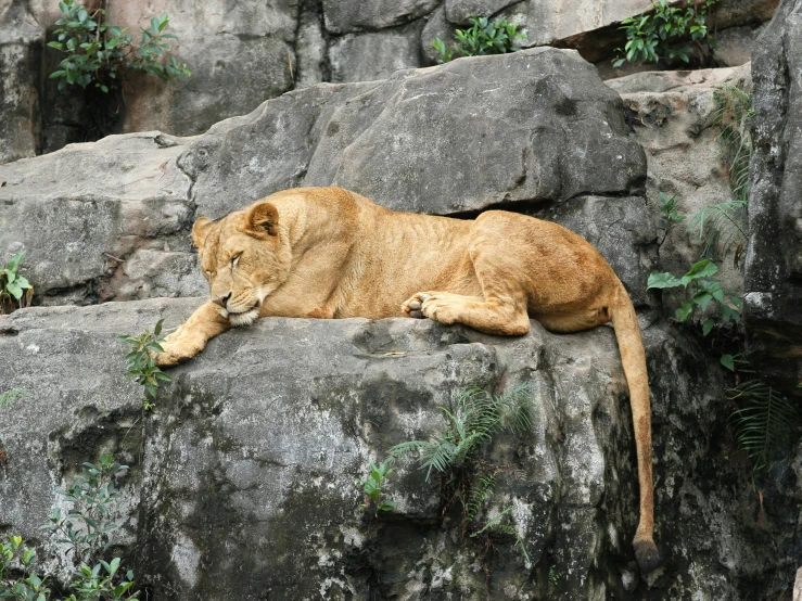 lion cub resting on a rock in front of its habitat