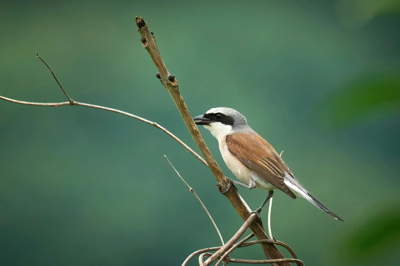 a small brown and white bird is sitting on a nch