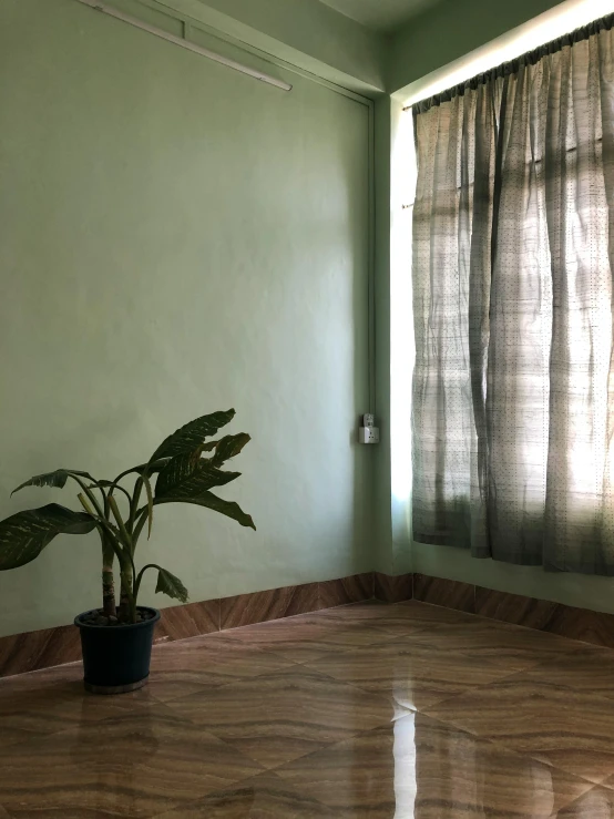 the living room is clean and empty except for a plant in the corner