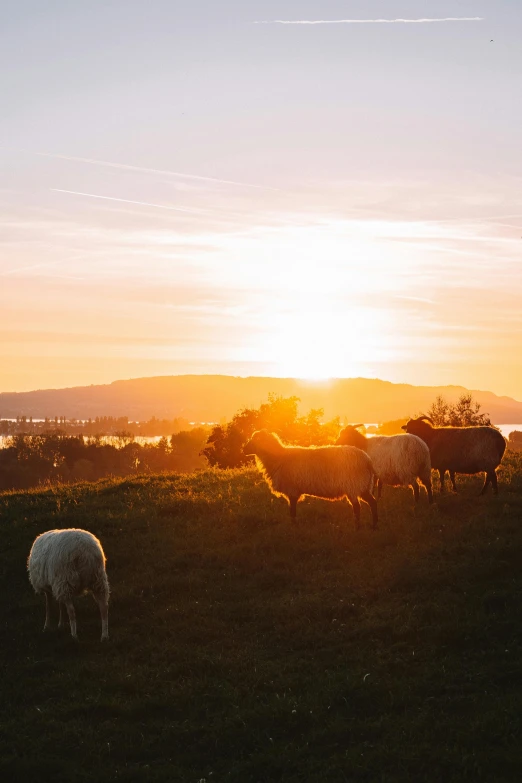 sheep and calves stand in a field as the sun sets