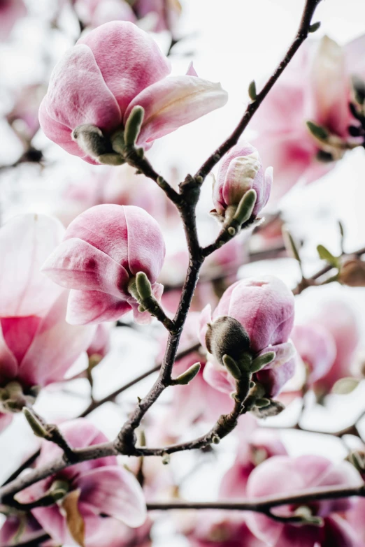 an image of a tree full of flowers