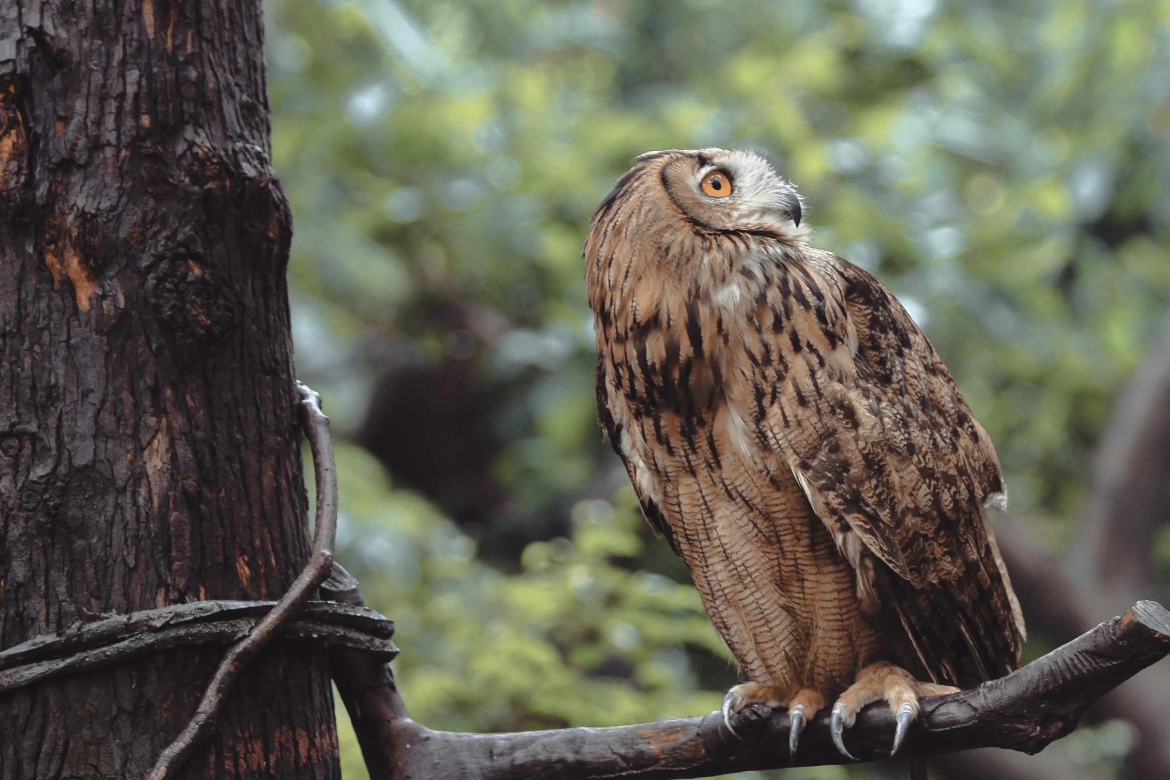 an owl is perched on the tree nch