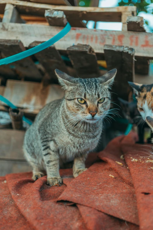 two cats sitting down next to each other